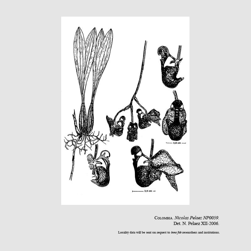 Coryanthes villegasiana